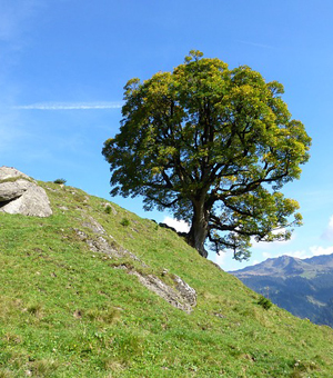 交易担保无忧的网站压力测试